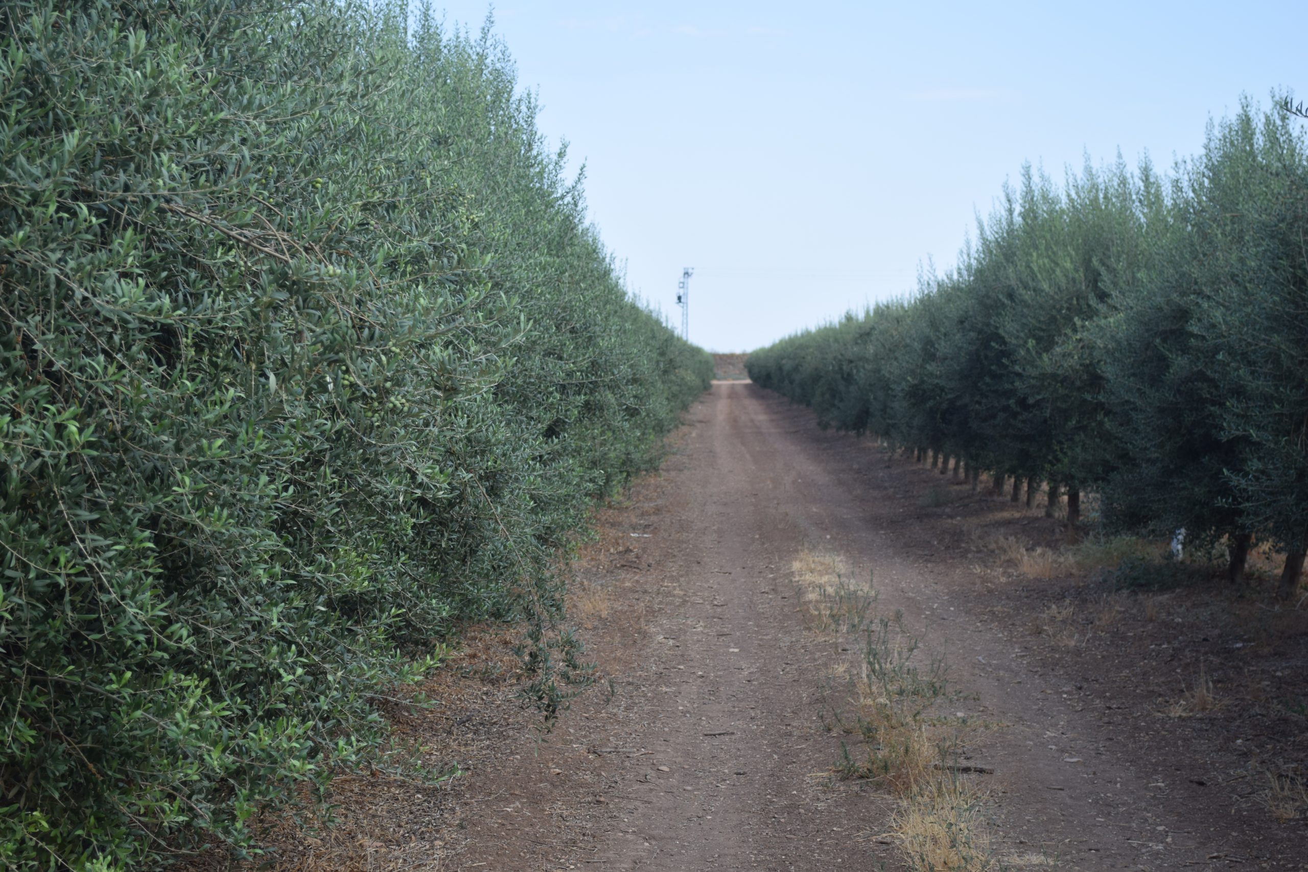 asesoramiento agrícola